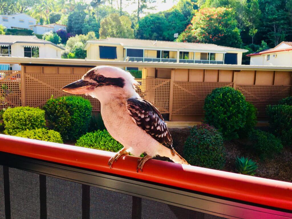 Kookaburra on railing 2018; Will It Be The Most Productive Year Of My Life?
