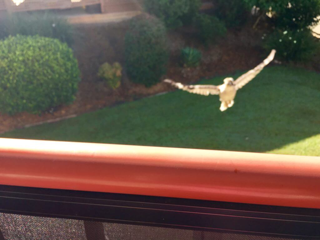 Kookaburra flying 2018; Will It Be The Most Productive Year Of My Life?