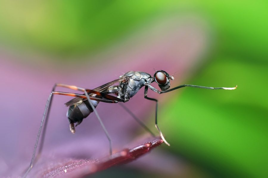 Ant